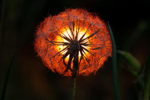 Light behind a dandelion